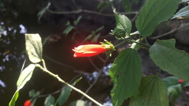 Fresh Hibiscus Bud Swaying in Breeze | Kali Joba Flower Macro 4K Stock Video