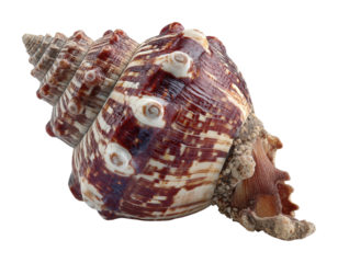 Exploring coastal shoreline wonders unique seashells and marine life isolated on transparent background