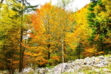Beautiful autumn forest with a yellow and orange colored beech tree foliage and rock on the ground