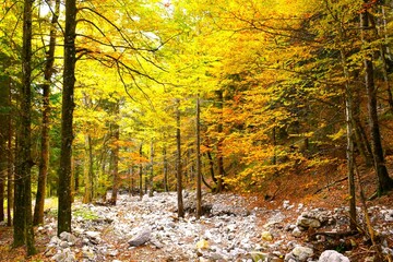 Rocks covering the ground in a yellow and orange autumn forest