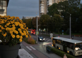 
city ​​chrysanthemums on the balcony autumn evening