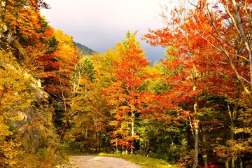 Autumn yellow and red temperate, deciduous, broadleaf beech forest