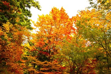 Beech broadleaf, deciduous tree canopy in orange autumn color