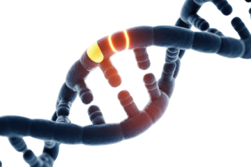 A 3D rendering of a DNA double helix, featuring glowing yellow and red sections highlighting potential damage, mutation, or active genomic regions. background removed