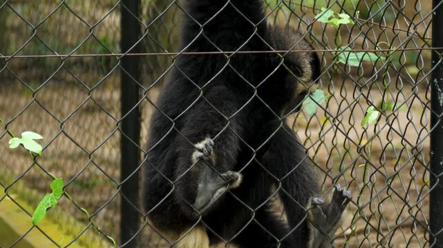 A gibbon climbs a zoo fence, showing agility and curiosity