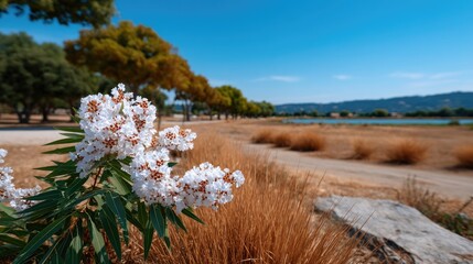 Close up of white blooming flowers with green leaves in foreground and a dry grassy path leading to a blue lake under a clear sunny sky with distant trees and hills