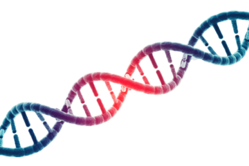 A striking 3D rendering of a DNA double helix, transitioning from red to blue, symbolizing genetics, life, and scientific research. background removed