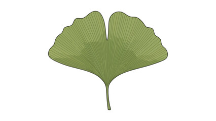 A single green ginkgo leaf with a lobed shape and prominent veins