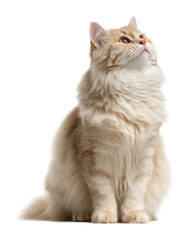 Playful cat sitting gracefully at home portrait isolated on transparent background