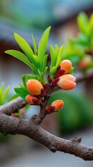 Close Up Spring Buds Emerging From A Branch With Water Droplets In Soft Natural Light