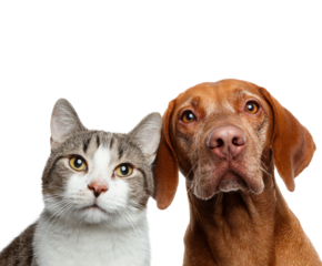 Playful dogs and cats together home environment isolated on transparent background