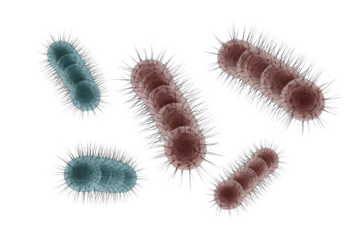 3D rendered rod-shaped bacteria with hair-like appendages (pili/flagella), featuring blue and reddish-brown cells on a transparent background. background removed