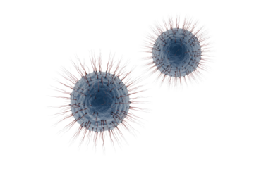 Two spherical microorganisms with numerous filamentous appendages, possibly bacteria or viruses, depicted in a 3D rendering on a transparent background. background removed