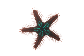 A unique five-armed starfish with reddish-brown spiky texture and a vibrant turquoise geometric pattern at its center, isolated. background removed