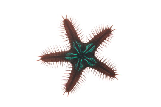 A unique five-armed starfish with reddish-brown spiky texture and a vibrant turquoise geometric pattern at its center, isolated. background removed
