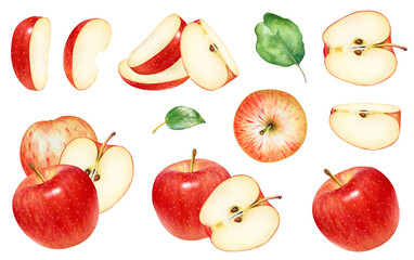 Collection of watercolor hand drawn red ripe apples, fruit slices and green leaves