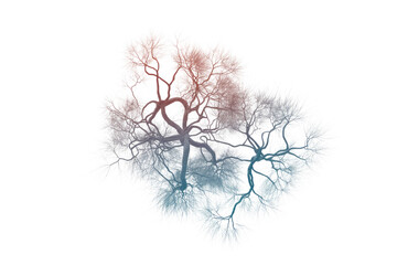 Intricate network resembling dendrites or stylized trees, featuring a red to blue gradient and white feathery edges, on a solid transparent background. background removed