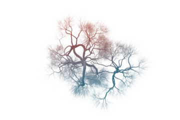 Intricate network resembling dendrites or stylized trees, featuring a red to blue gradient and white feathery edges, on a solid transparent background. background removed