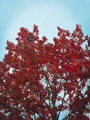 Bright red leaves in an autumn sky