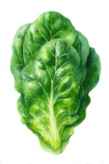 Fototapeta premium Spinach Watercolor. Fresh Hand-Painted Illustration of Leafy Green Vegetable