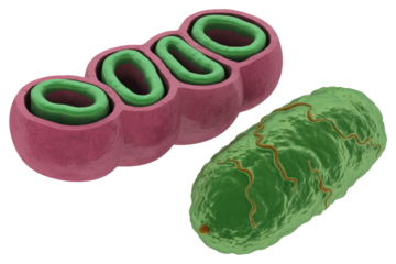 3D rendering showcasing a chloroplast structure with internal thylakoids alongside a rod-shaped bacterium, highlighting cellular biology and microorganisms. background removed