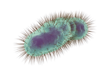 Detailed 3D illustration of a microbial cell, likely a bacterium, showcasing its elongated form and external hair-like structures. background removed