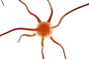 A detailed 3D rendering of a neuron, or nerve cell, showing its central body and branching dendrites, crucial for transmitting signals. background removed