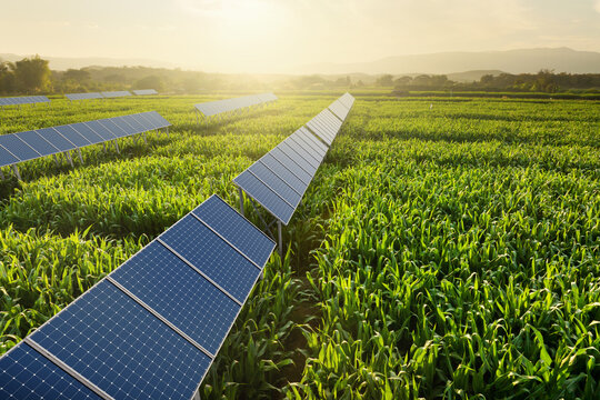 Agrivoltaics solar farm on corn field at sunset sustainable agriculture agri-tech
