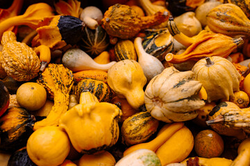 assorted pumpkins at farmers market, colorful autumn harvest
