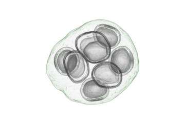 Microscopic visualization of an early cell cluster or ova, featuring transparent, spherical structures within a surrounding membrane, on a transparent background. background removed