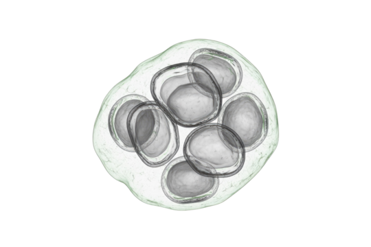 Microscopic visualization of an early cell cluster or ova, featuring transparent, spherical structures within a surrounding membrane, on a transparent background. background removed