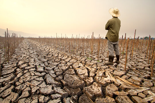 Drought impact agriculture with farmer standing in dry field looking at dead corn crops
