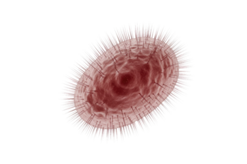 Microscopic reddish particle, resembling a virus or bacteria, with sharp spiky protrusions emanating from its surface, set against a solid transparent background. background removed