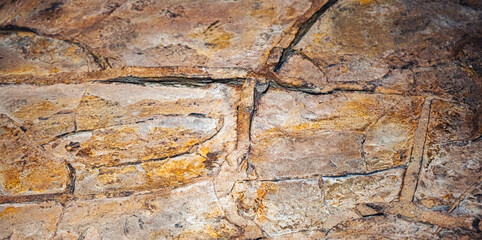 Skeleton fossils preserved in soil offer significant insights for archaeological research,...