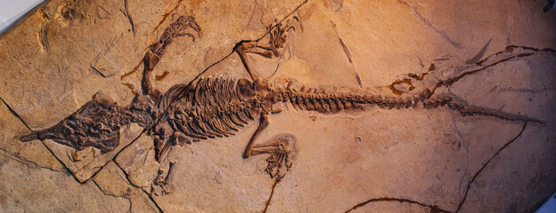 Skeleton fossils preserved in soil offer significant insights for archaeological research,...