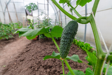 A young cucumber grows on its vine inside a sunny greenhouse, with tilled soil and other plants visible in the background.