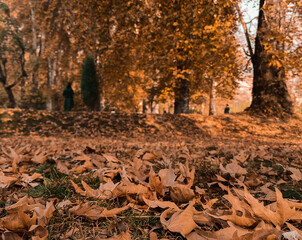 Echoes of autumn beneath a sky of fading light.