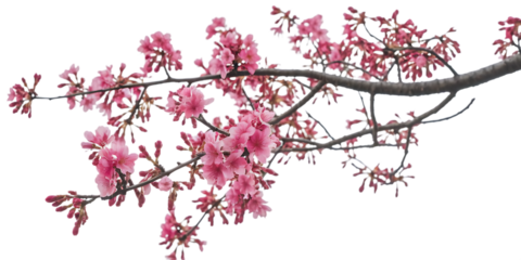 Delicate pink cherry blossoms, on a dark tree branch, cutout, PNG isolated on white or transparent background pink flower