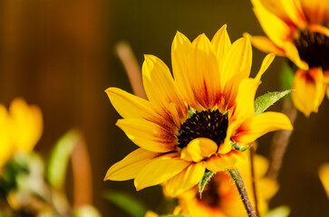 Bright yellow sunflowers blooming under sunlight in vibrant summer garden scene. Beautiful sunflowers in full bloom, warm daylight, positive summer mood, nature and gardening concept for eco lifestyle
