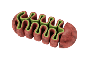 Detailed 3D mitochondrion rendering, revealing its double membrane and folded inner cristae, vital for cellular energy. Powerhouse of the cell. background removed