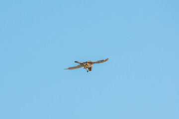 Common kestrel, Falco tinnunculus, hovered in the air in search of prey