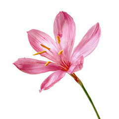 Delicate pink petals open wide to reveal bright yellow stamen under clear spring sunlight