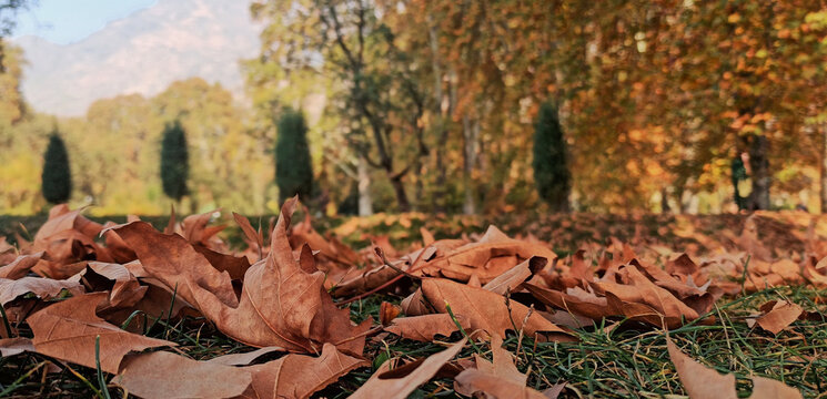 Autumn whispers through fallen maple leaves.