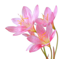 Pink flowers with soft petals stand gracefully, highlighting their beauty and allure in a bright setting