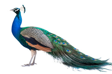 Fototapeta premium Vibrant male peacock, with iridescent blue neck and green tail feathers, cutout, PNG isolated on white or transparent background