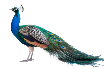 Vibrant male peacock, with iridescent blue neck and green tail feathers, cutout, PNG isolated on white or transparent background