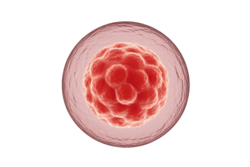 3D rendering of an early embryo, possibly a morula, with dividing cells enclosed in a translucent outer membrane. Represents cellular development. background removed
