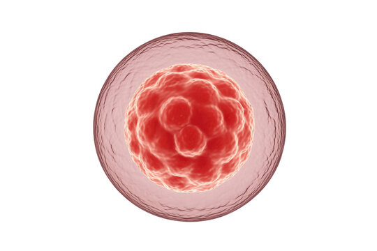 3D rendering of an early embryo, possibly a morula, with dividing cells enclosed in a translucent outer membrane. Represents cellular development. background removed