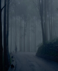 Naklejka premium The forest sleeps beneath a cloak of fog and shadow