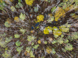 Aerial top-down drone view of a pristine Estonian bog in autumn, revealing the abstract natural patterns of trees and water.